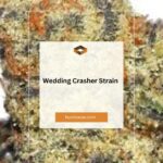 Wedding Crasher Strain: A Comprehensive Guide