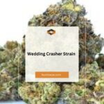 Wedding Crasher Strain: A Complete Guide